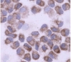 thumbnail image from paper