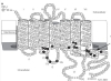thumbnail image from paper