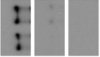 thumbnail image from paper