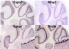 thumbnail image from paper