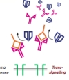 thumbnail image from paper