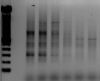 thumbnail image from paper