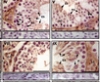 thumbnail image from paper