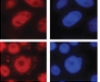 thumbnail image from paper