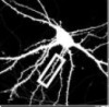thumbnail image from paper