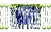 thumbnail image from paper