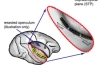 thumbnail image from paper