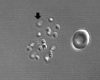 thumbnail image from paper