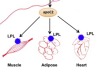 thumbnail image from paper