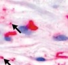 thumbnail image from paper