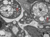 thumbnail image from paper