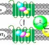 thumbnail image from paper