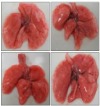 thumbnail image from paper