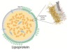 thumbnail image from paper