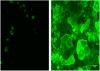 thumbnail image from paper