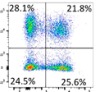 thumbnail image from paper