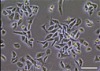 thumbnail image from paper