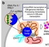 thumbnail image from paper