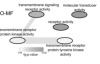 thumbnail image from paper