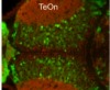 thumbnail image from paper