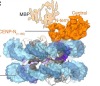 thumbnail image from paper