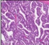 thumbnail image from paper