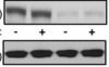 thumbnail image from paper