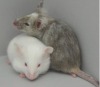 thumbnail image from paper