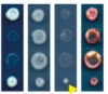 thumbnail image from paper