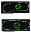 thumbnail image from paper