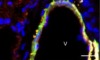 thumbnail image from paper