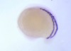 thumbnail image from paper