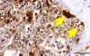 thumbnail image from paper