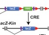 thumbnail image from paper