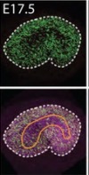 thumbnail image from paper