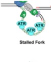 thumbnail image from paper