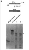 thumbnail image from paper