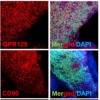 thumbnail image from paper