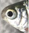 thumbnail image from paper