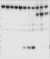 thumbnail image from paper