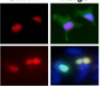 thumbnail image from paper