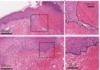 thumbnail image from paper