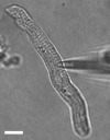 thumbnail image from paper