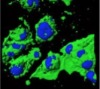 thumbnail image from paper