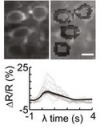 thumbnail image from paper
