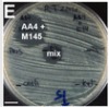 thumbnail image from paper