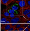 thumbnail image from paper