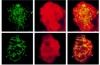 thumbnail image from paper