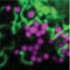 thumbnail image from paper