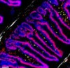 thumbnail image from paper